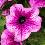 Petunia Prettytoonia Rose Vein